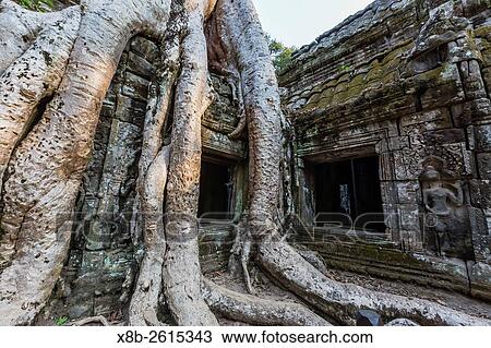 Ta Prohm Temple, being destroyed by jungle growth, Angkor, Siem Reap Province, Cambodia, Khmer. View Large Photo Image Stock Image - Ta Prohm Temple, being destroyed by jungle growth, Angkor, Siem Reap Province, Cambodia, Khmer.. Fotosearch
