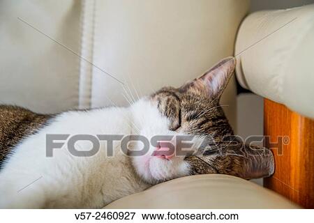 Tabby and white cat sleeping, lying in an armchair. Close view. View Large Photo Image Stock Photo - Tabby and white cat sleeping, lying in an armchair. Close view.. Fotosearch