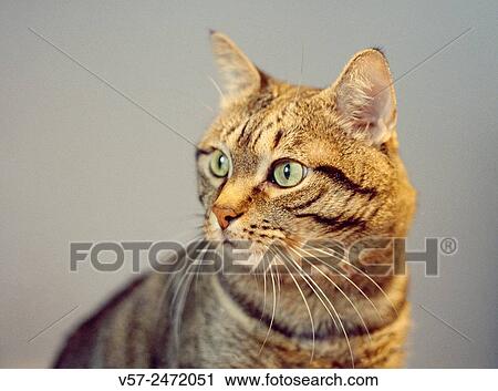 Tabby cat, close view. View Large Photo Image Stock Image - Tabby cat, close view.. Fotosearch