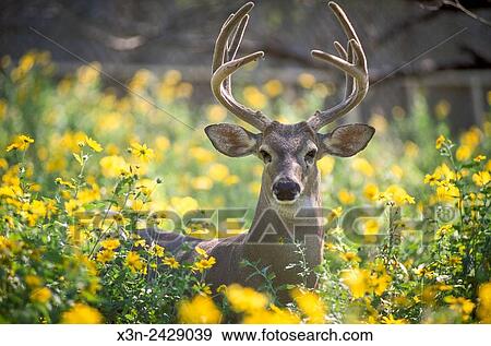 Texas, USA - White Tailed Deer at Texas A&M Uvalde research station. View Large Photo Image Stock Photo - Texas, USA - White Tailed Deer at Texas A&M Uvalde research station.. Fotosearch