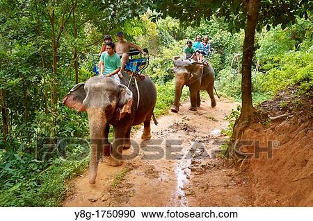 Stock Image - Thailand - Krabi province, Khao Lak National Park, elephant riding in tropical forest. Fotosearch
