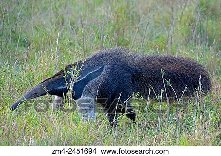 Picture - The endangered Giant anteater (Myrmecophaga tridactyla) at Caiman Ranch in the Southern Pantanal in Brazil.. Fotosearch