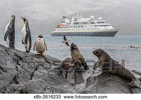 The Lindblad Expeditions ship National Geographic Orion at anchor in Gold Harbour, South Georgia. View Large Photo Image Stock Image - The Lindblad Expeditions ship National Geographic Orion at anchor in Gold Harbour, South Georgia.. Fotosearch