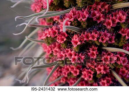 The Red Bugloss (Tajinaste Rojo in Spanish, Echium wildpretii) is an endemic plant from the Ca±adas del Teide national Park. View Large Photo Image Stock Image - The Red Bugloss (Tajinaste Rojo in Spanish, Echium wildpretii) is an endemic plant from the Ca±adas del Teide national Park.. Fotosearch