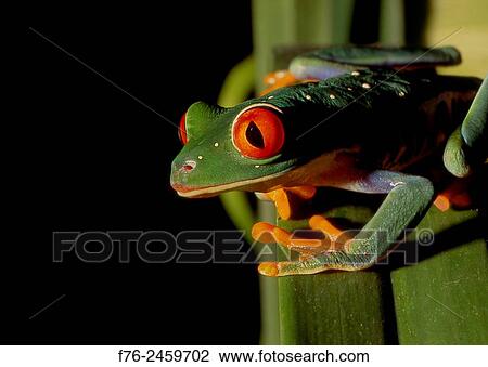 The red-eyed tree frog (Agalychnis callidryas) is an arboreal hylid native to Neotropical rainforests in Central America. The red-eyed tree frog has three eyelids, and sticky pads on its toes. Red-eyed tree frogs are not poisonous and rely on... View Large Photo Image Stock Image - The red-eyed tree frog (Agalychnis callidryas) is an arboreal hylid native to Neotropical rainforests in Central America. The red-eyed tree frog has three eyelids, and sticky pads on its toes. Red-eyed tree frogs are not poisonous and rely on.... Fotosearch