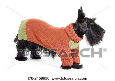 The Scottish Terrier is a sturdy little dog with short legs; the way it is groomed can make it look even shorter. Brave and alert, the Scottie is hardy and lovable. It is charming and full of character. Playful and friendly as a puppy, he matures into... View Large Photo Image Stock Image - The Scottish Terrier is a sturdy little dog with short legs; the way it is groomed can make it look even shorter. Brave and alert, the Scottie is hardy and lovable. It is charming and full of character. Playful and friendly as a puppy, he matures into.... Fotosearch