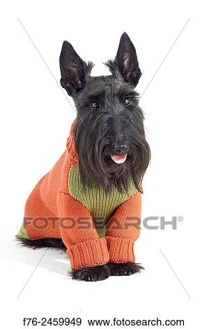 The Scottish Terrier is a sturdy little dog with short legs; the way it is groomed can make it look even shorter. Brave and alert, the Scottie is hardy and lovable. It is charming and full of character. Playful and friendly as a puppy, he matures into... View Large Photo Image Stock Photo - The Scottish Terrier is a sturdy little dog with short legs; the way it is groomed can make it look even shorter. Brave and alert, the Scottie is hardy and lovable. It is charming and full of character. Playful and friendly as a puppy, he matures into.... Fotosearch