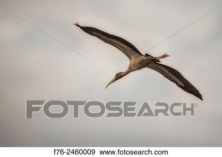 The wood stork (Mycteria americana) is a large American wading bird in the stork family Ciconiidae. It was formerly called the wood ibis, though it is not really an ibis. As of June 26, 2014 it is classified as a threatened species by the U. S. Fish &... View Large Photo Image Stock Photo - The wood stork (Mycteria americana) is a large American wading bird in the stork family Ciconiidae. It was formerly called the wood ibis, though it is not really an ibis. As of June 26, 2014 it is classified as a threatened species by the U. S. Fish &.... Fotosearch