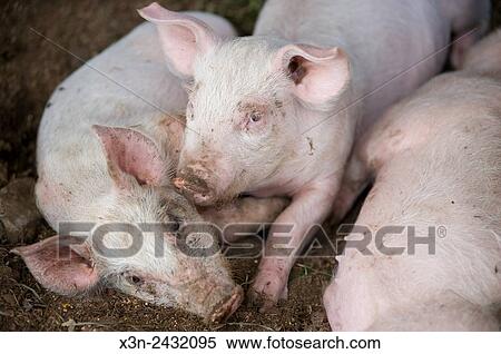 Stock Photography - Three young, muddy pigs in Millerstown, Pennsylvania, USA.. Fotosearch