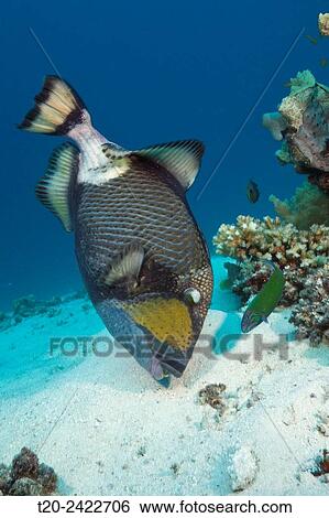 Titan Triggerfish, Balistoides viridescens, Great Barrier Reef, Australia. View Large Photo Image Stock Photograph - Titan Triggerfish, Balistoides viridescens, Great Barrier Reef, Australia.. Fotosearch