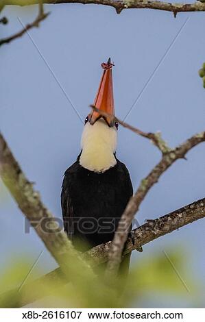 Toco toucan, Ramphastos toco, feeding within Iguaz Falls National Park, Misiones, Argentina, South America. View Large Photo Image Stock Photo - Toco toucan, Ramphastos toco, feeding within Iguaz Falls National Park, Misiones, Argentina, South America.. Fotosearch