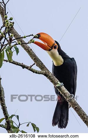 Toco toucan, Ramphastos toco, feeding within Iguaz Falls National Park, Misiones, Argentina, South America. View Large Photo Image Stock Photo - Toco toucan, Ramphastos toco, feeding within Iguaz Falls National Park, Misiones, Argentina, South America.. Fotosearch