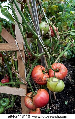 Tomatoes on a plant in a garden. View Large Photo Image Stock Image - Tomatoes on a plant in a garden.. Fotosearch