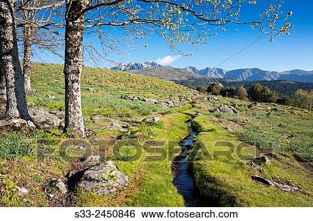 Tormajuelo ruffle in the Sierra de Gredos. Avila. Castilla Leon. Spain. Europe. View Large Photo Image Stock Photograph - Tormajuelo ruffle in the Sierra de Gredos. Avila. Castilla Leon. Spain. Europe.. Fotosearch