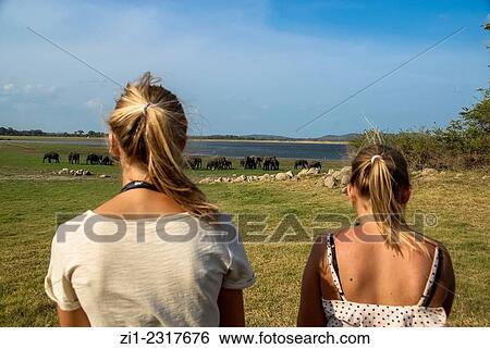Tourists taking pictures from elephants in minneriya national park, sri lanka View Large Photo Image Stock Photograph - Tourists taking pictures from elephants in minneriya national park, sri lanka. Fotosearch
