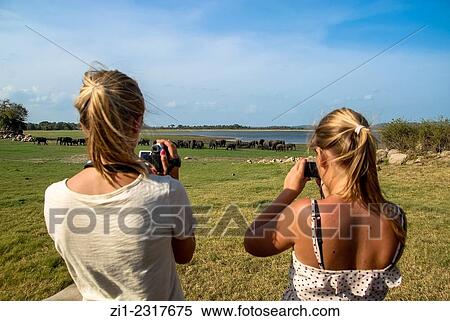Stock Photography - Tourists taking pictures from elephants in minneriya national park, sri lanka. Fotosearch