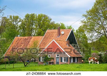 traditional farm and brown and white cow in eastern holland View Large Photo Image Picture - traditional farm and brown and white cow in eastern holland. Fotosearch