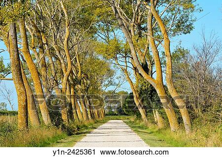 Stock Image - Trees lined Gravel Road in Summer, Salin De Giraud, Carmague, Provence Alpes Cote d Azur, Bouches du Rhone, France.. Fotosearch