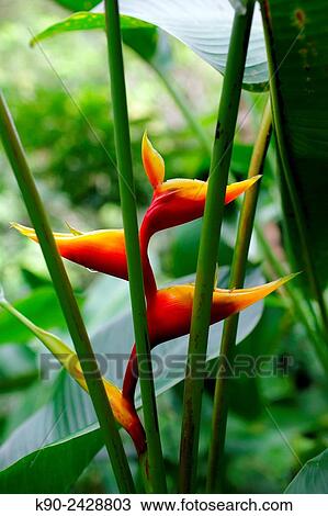 Tropical flower in the jungle of Morne Trois Piton National Park, Dominica, Windward Islands, Lesser Antilles, Eastern Caribbean Islands, West Indies, Americas. View Large Photo Image Stock Image - Tropical flower in the jungle of Morne Trois Piton National Park, Dominica, Windward Islands, Lesser Antilles, Eastern Caribbean Islands, West Indies, Americas.. Fotosearch