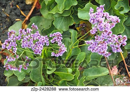 Tropical resort Canary islands Limonium sinuatum. View Large Photo Image Stock Photo - Tropical resort Canary islands Limonium sinuatum.. Fotosearch