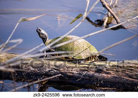 Turtle, Everglades NP, Florida, USA View Large Photo Image Stock Photograph - Turtle, Everglades NP, Florida, USA. Fotosearch