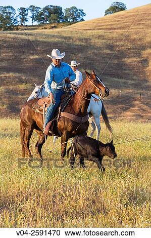 Stock Image - Two wranglers (cowboys) on horse herding cattle, California, USA. Fotosearch