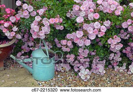 UK, June, Pink Climbing roses and Pink Geraniums View Large Photo Image Stock Image - UK, June, Pink Climbing roses and Pink Geraniums. Fotosearch