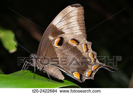 Ulysses Butterfly, Papilio ulysses joesa, Queensland, Australia. View Large Photo Image Picture - Ulysses Butterfly, Papilio ulysses joesa, Queensland, Australia.. Fotosearch