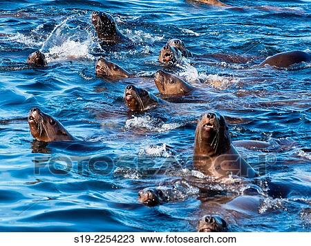 Stock Image - USA, Alaska, Indian Passage, Fur Seal colony. Fotosearch