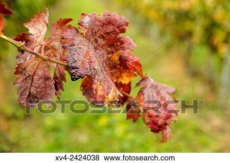 Veruela vineyard. Tarazona and Moncayo region, Aragon, Spain. View Large Photo Image Stock Photo - Veruela vineyard. Tarazona and Moncayo region, Aragon, Spain.. Fotosearch