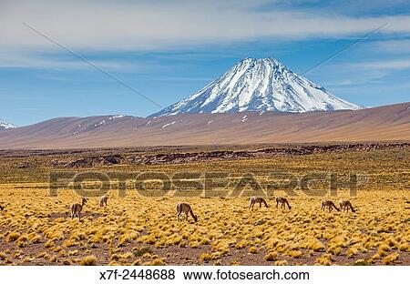 Vicu±as (Vicugna vicugna), in Altiplano, Puna, in background Andes Mountains, Road to Argentina by Paso Sico, near Socaire, Atacama desert. Region de Antofagasta. Chile. View Large Photo Image Stock Photo - Vicu±as (Vicugna vicugna), in Altiplano, Puna, in background Andes Mountains, Road to Argentina by Paso Sico, near Socaire, Atacama desert. Region de Antofagasta. Chile.. Fotosearch
