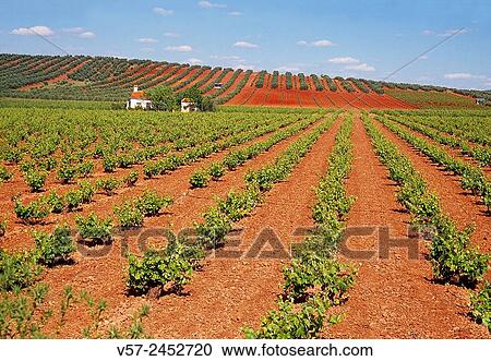 Vineyards. Valdepeas, Ciudad Real province, Castilla La Mancha, Spain. View Large Photo Image Stock Image - Vineyards. Valdepeas, Ciudad Real province, Castilla La Mancha, Spain.. Fotosearch