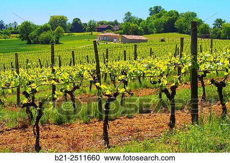 Vins de Gascogne and Armagnac vineyards by Montreal, Gers, Midi-Pyrenees, France View Large Photo Image Stock Image - Vins de Gascogne and Armagnac vineyards by Montreal, Gers, Midi-Pyrenees, France. Fotosearch