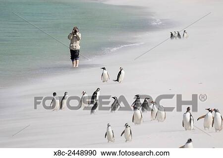 Stock Image - Visitor on a beach with Gentoo and Magellanic penguins. South America, Falkland Islands, January.. Fotosearch