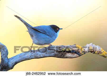 Stock Image - warbler (Sylvia melanocephala) male in the Alto Palancia region. Castelln. Spain.. Fotosearch