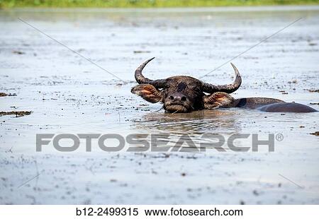 Water Buffalo (Bubalus bubalis) - Tale Noi - Thailand View Large Photo Image Stock Photography - Water Buffalo (Bubalus bubalis) - Tale Noi - Thailand. Fotosearch