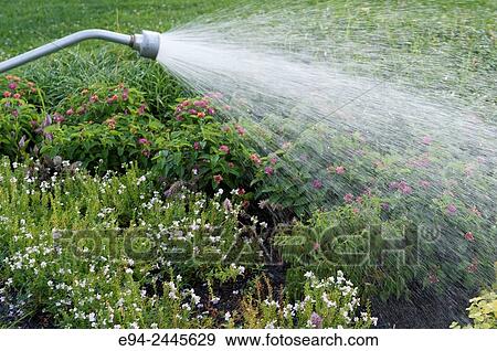 Water spraying from a hose nozzle watering plants in a garden. Pittsburgh Pennsylvania View Large Photo Image Stock Photo - Water spraying from a hose nozzle watering plants in a garden. Pittsburgh Pennsylvania. Fotosearch