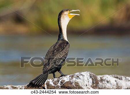 White-breasted Cormorant (Phalacrocorax lucidus) - On a rock island in the Chobe River. Photographed from a boat. Chobe National Park, Botswana. View Large Photo Image Picture - White-breasted Cormorant (Phalacrocorax lucidus) - On a rock island in the Chobe River. Photographed from a boat. Chobe National Park, Botswana.. Fotosearch