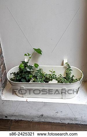 White Metal Planter Pot, Filled with Three Small Plants. Placed in a wall niche. View Large Photo Image Stock Image - White Metal Planter Pot, Filled with Three Small Plants. Placed in a wall niche.. Fotosearch