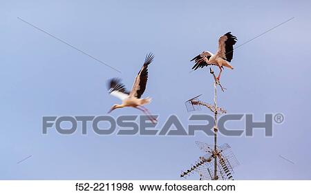 White stork colony, Alfaro, La Rioja, Spain, Europe. View Large Photo Image Stock Photo - White stork colony, Alfaro, La Rioja, Spain, Europe.. Fotosearch