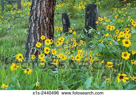 Wild flowers in early morning light in western Montana. View Large Photo Image Stock Photograph - Wild flowers in early morning light in western Montana.. Fotosearch