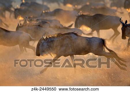 Wildebeest (Connochaetus taurinus), gnu, running at sunrise during the great migration, Serengeti national park, Tanzania. View Large Photo Image Stock Image - Wildebeest (Connochaetus taurinus), gnu, running at sunrise during the great migration, Serengeti national park, Tanzania.. Fotosearch