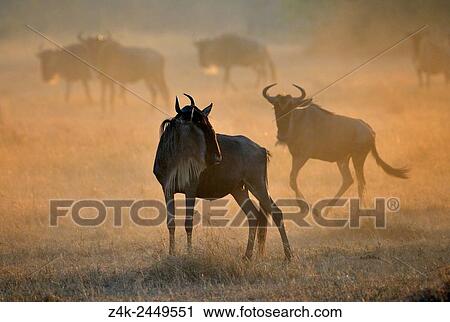 Wildebeest (Connochaetus taurinus), gnu, at sunrise during the great migration, Serengeti national park, Tanzania. View Large Photo Image Stock Image - Wildebeest (Connochaetus taurinus), gnu, at sunrise during the great migration, Serengeti national park, Tanzania.. Fotosearch