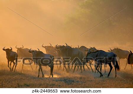 Wildebeest (Connochaetus taurinus), gnu, walking at sunrise during the great migration, Serengeti national park, Tanzania. View Large Photo Image Stock Image - Wildebeest (Connochaetus taurinus), gnu, walking at sunrise during the great migration, Serengeti national park, Tanzania.. Fotosearch