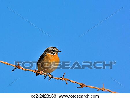 Stock Image - Winchat Saxicola rubetra. Crete, Greece. Fotosearch