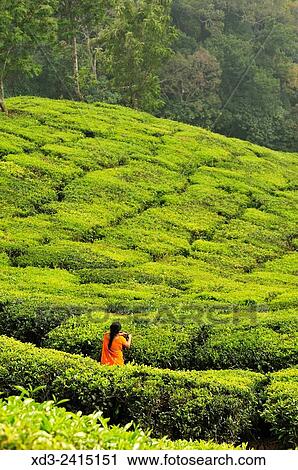 woman in a tea plantation near Munnar, Kerala, India. View Large Photo Image Stock Image - woman in a tea plantation near Munnar, Kerala, India.. Fotosearch