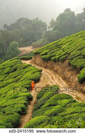 woman in a tea plantation near Munnar, Kerala, India. View Large Photo Image Stock Photography - woman in a tea plantation near Munnar, Kerala, India.. Fotosearch