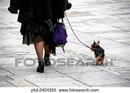 Stock Photography - woman walking with small dog on the leash, Lons-le-Saunier, Department of Jura, Franche-Comte, France.. Fotosearch