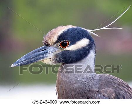 Stock Image - Yellow-crowned night heron, Nyctanassa violacea. Fotosearch