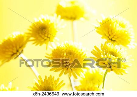 yellow santini flowers - like little drops of sunshine. View Large Photo Image Stock Photo - yellow santini flowers - like little drops of sunshine.. Fotosearch